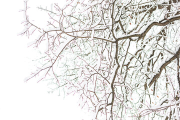 Snow ornament made of tree branches after a snowfall. Winter texture, natural background, copyspace