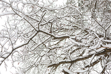 Snow ornament made of tree branches after a snowfall. Winter texture, natural background, copyspace