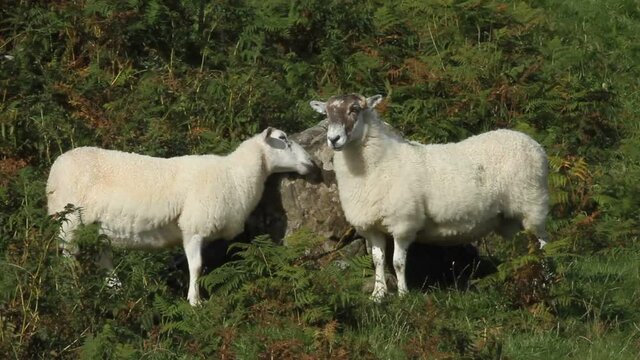 Two head butting Sheep on the Isle of Mull, Scotland, UK.