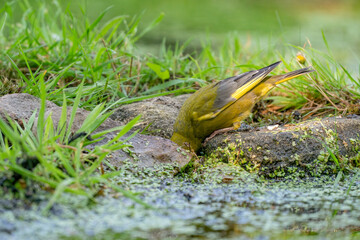A greenfinch with its head between stones looking for food, chloris chloris. close-up