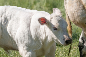 A white calf stands in the pasture next to its mother. in half body