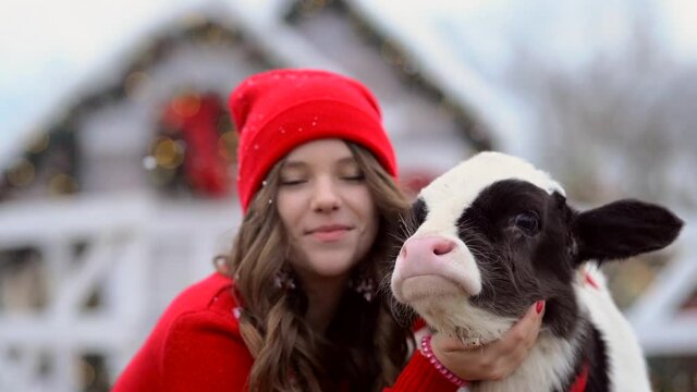 Teen pretty girl with long curly hair in red winter sweater and hat posing with young black and white bull at the white Christmas farm. Snowing. Slow mo.