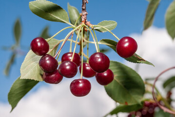 Sour Cherry (Prunus cerasus) in orchard