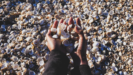 Close-up hands of a girl who collect seashells. A lot of beautiful shells in female hands, on the beach, pov.
