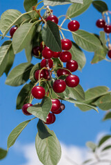 Sour Cherry (Prunus cerasus) in orchard