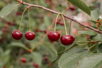 Sour Cherry (Prunus cerasus) in orchard