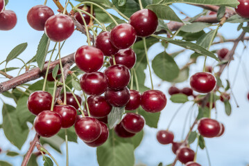 Sour Cherry (Prunus cerasus) in orchard