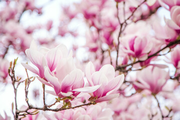 purple magnolia blossoms on sky background close up blurred background. plant species. Spring season. subfamily Magnolioideae.