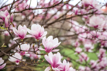 purple magnolia blossoms on sky background close up blurred background. plant species. Spring season. subfamily Magnolioideae.
