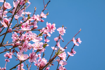 pink cherry blossom on a tree on a background of blue sky. beautiful background. Spring season.