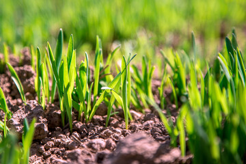 green grass close up with blurred back background. Gardening on the street.