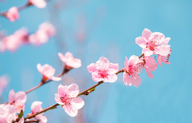 pink cherry blossom on a tree on a background of blue sky. beautiful background. Spring season.