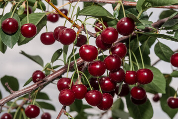 Sour Cherry (Prunus cerasus) in orchard