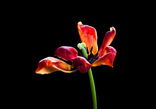 Red Tulip,  beautiful flower isolated on black background	