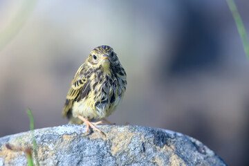 little wagtail bird chick, wildlife bird sitting on a stone
