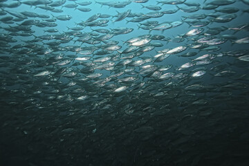 lot of small fish in the sea under water / fish colony, fishing, ocean wildlife scene