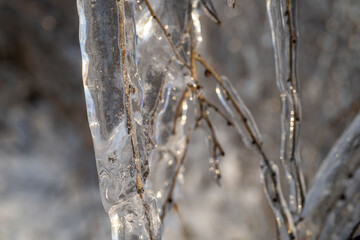 Natural background with ice crystals on plants after an icy rain.