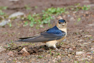 Red-rumped swallow (Cecropis daurica)