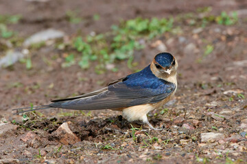 Red-rumped swallow (Cecropis daurica)