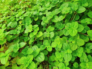 Fototapeta premium Pilea nummulariifolia or Creeping Charlie Scientific name: Pilea nummulariifolia (Sw.) Wedd. A herbaceous plant with succulent stems, green to magenta. Popular to cover the soil or as a hanging pot. 
