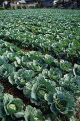 Portrait view of a freshly growing cabbage field.