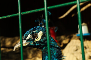 Beautiful peacock with blue colors in zoo, close up