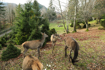Obraz na płótnie Canvas Herd of deers grazing in the mountain zoo