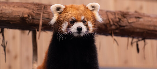 可愛いレッサーパンダ