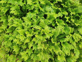 The Spike Moss family is a relative of a group of ferns known as lycopods. The leaves are light green with tiny scales called microphyllous. Is a popular ivy in the garden with high humidity.
