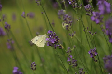 Buterfly cabbage butterfly on flower, macro. Pieris brassicae pollinating lavender in the garden.
