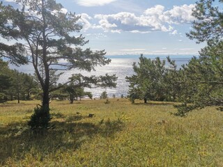 landscape with trees