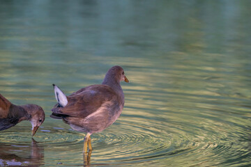 A Moorhen creates a circle in the green water around a second bird. Fairytales color in the morning light. With reflection