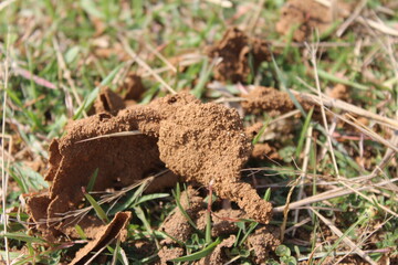 picture of a snake house made up of red colored mud or soil.indian snake mud house of or anthill.indian snake  mud house of