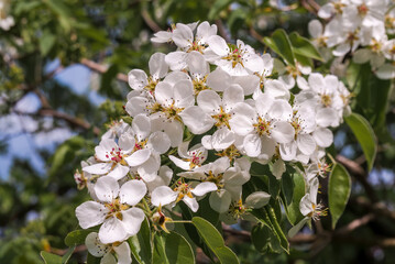 European Pear (Pyrus communis) in orchard
