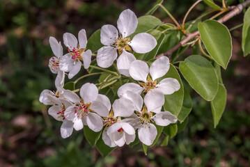 European Pear (Pyrus communis) in orchard