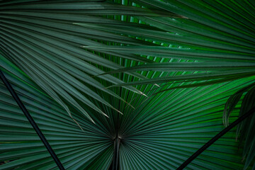 closeup nature view of palm leaf  background, dark tone concept