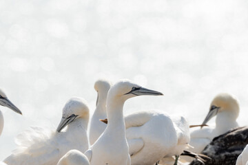A colony of gannets stand on a rock. sea in the background
