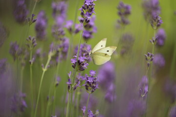 Buterfly cabbage butterfly on flower, macro. Pieris brassicae pollinating lavender in the garden.