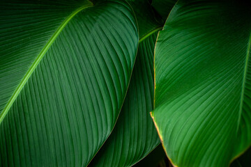 closeup nature view of tropical leaves background, dark tone concept