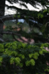 Hojas nuevas de un abeto europeo