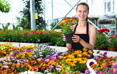 Happy woman or gardener holding flowers in greenhouse. High quality photo