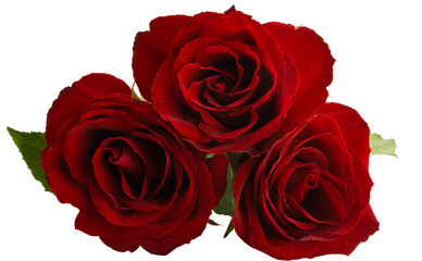 bouquet of red roses isolated