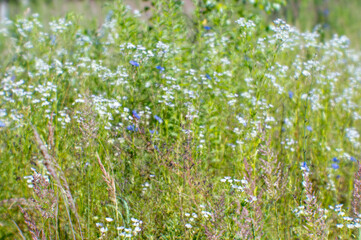 Fototapeta premium Blur. White and blue wildflowers on a morning summer meadow. Natural background