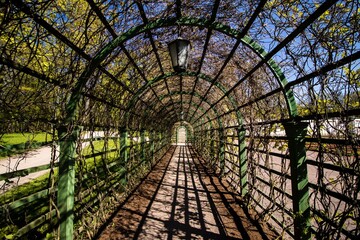 Inside of natural bush tunnel in Kadrioru park in Tallinn, sunny day