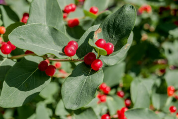 Tatarian Honeysuckle (Lonicera tatarica) in park, Central Russia