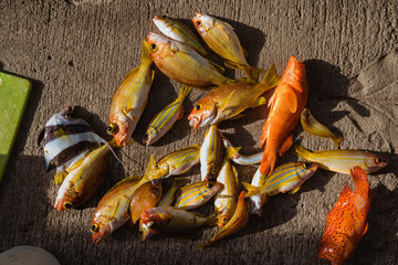 Various kinds of fish bait for fishing