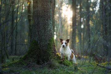 dog in forest on the moss . Jack Russell Terrier in nature. 