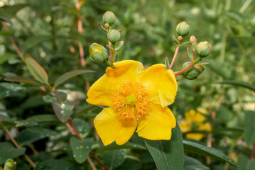 Obraz premium Goldencup St. John's Wort (Hypericum patulum) in garden