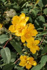 Obraz premium Goldencup St. John's Wort (Hypericum patulum) in garden