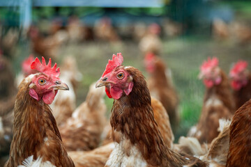 Freilandhühner mit Hühnermobil hinter einem Hühnernetz